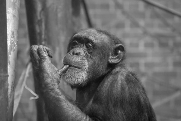 Evrim 2025: Adaptasyonun Ekonomisi